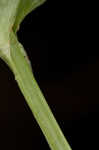Kidneyleaf grass of Parnassus